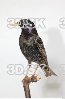 Starling-Sturnus vulgaris 0008